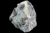 Ammonite (Promicroceras) Cluster - Somerset, England #86262-2